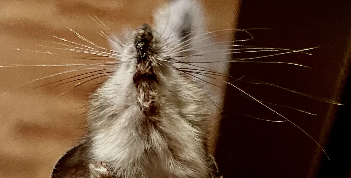 Close up of mouse whiskers