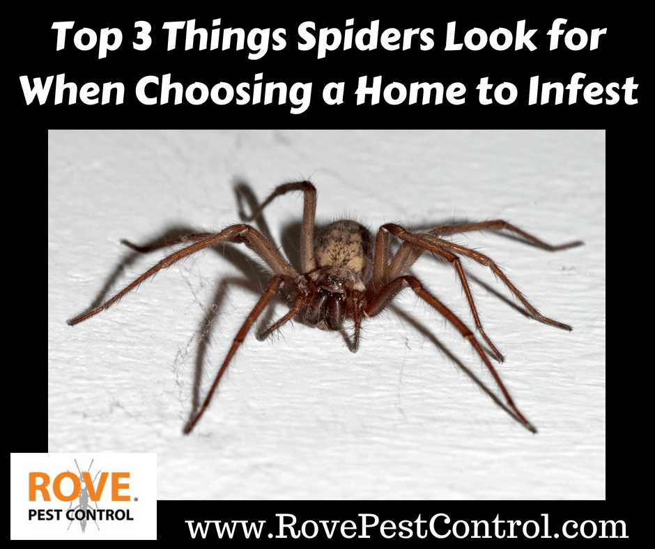 Top 3 Things Spiders Look for When Choosing a Home to Infest, spiders, how to get rid of spiders, spider removal, how spiders pick homes to infest, how spiders choose homes to live in, why do i have spiders in my home, why are there spiders in my home, why are there spiders in my bathroom, spider, spider facts, spiders,