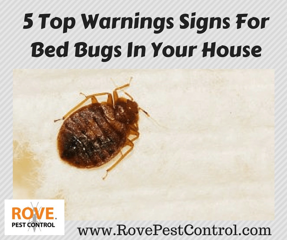 5 Top Warnings Signs For Bed Bugs In Your House, bed bugs, warning signs of bed bugs, bed bug warning signs, warning signs of a bed bug problem, warning signs of a bed bug infestation, do i have bed bugs, bed bugs in your home, bed bugs in your house, warning signs for bed bugs, warning signs of bed bugs in your house