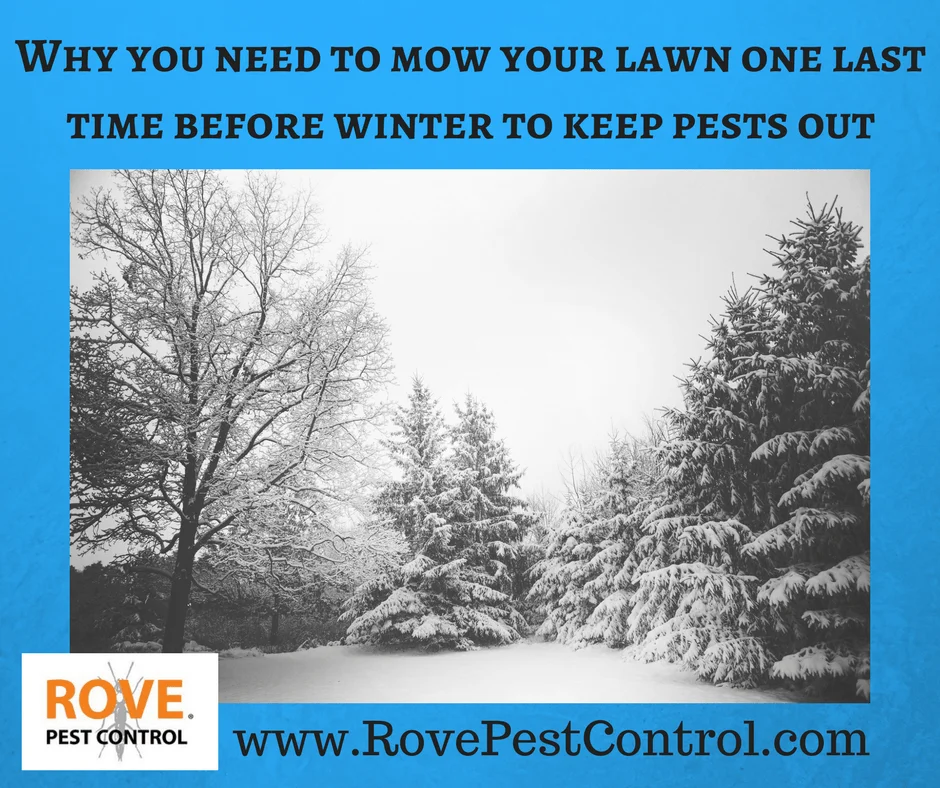 Why you need to mow your lawn one last time before winter to keep pests out, pest control, pest control tips, pest control for winter, winter pest control