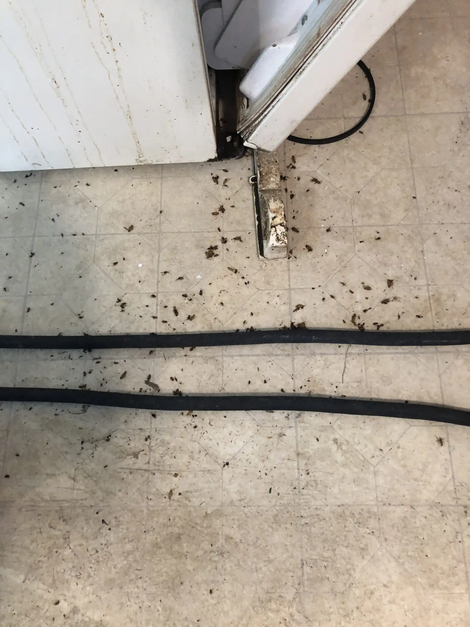 Dead bugs on tile floor