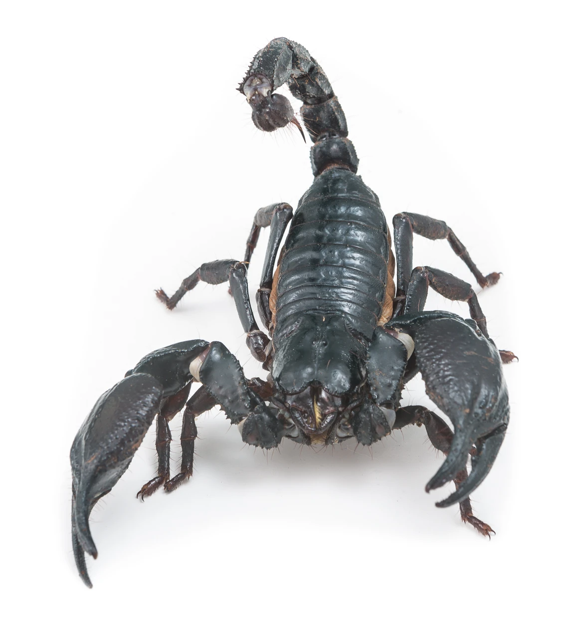 Black scorpion on white background facing the camera