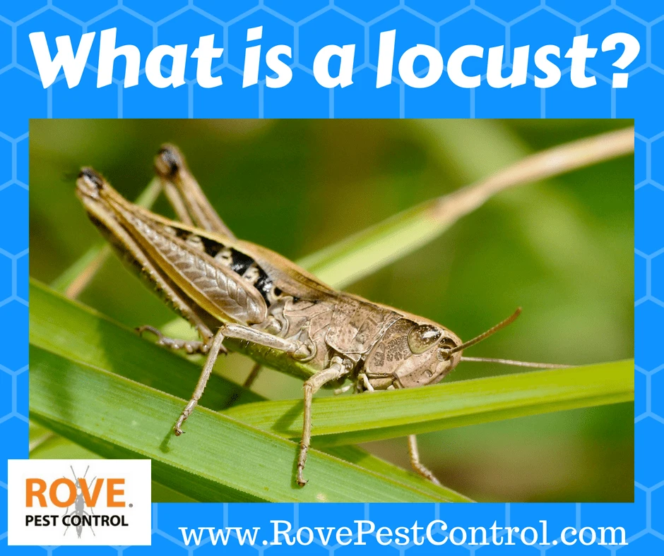 what is a locust, locust, what are locust, what are locusts, what do locusts look like, what do locusts look like, are locust real, do locusts exist, do locusts really exist, pests, plague, locust plague, what is a locust, pest control, pest control tips