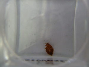 bed bug underside