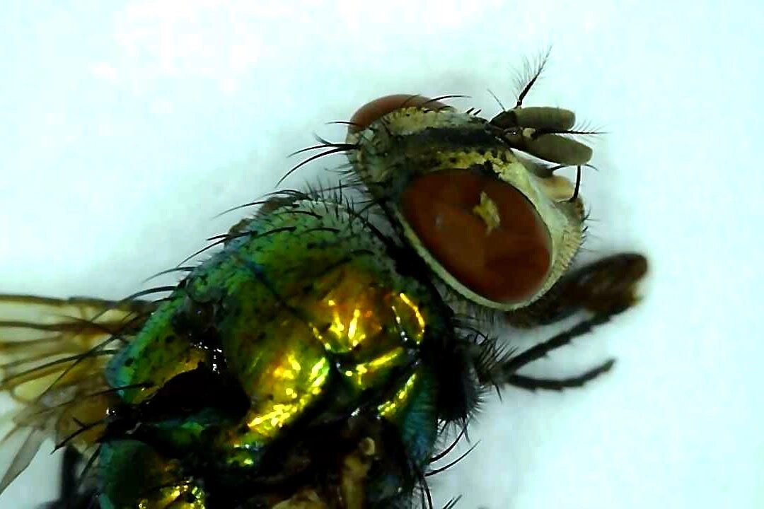 Close up view of a housefly