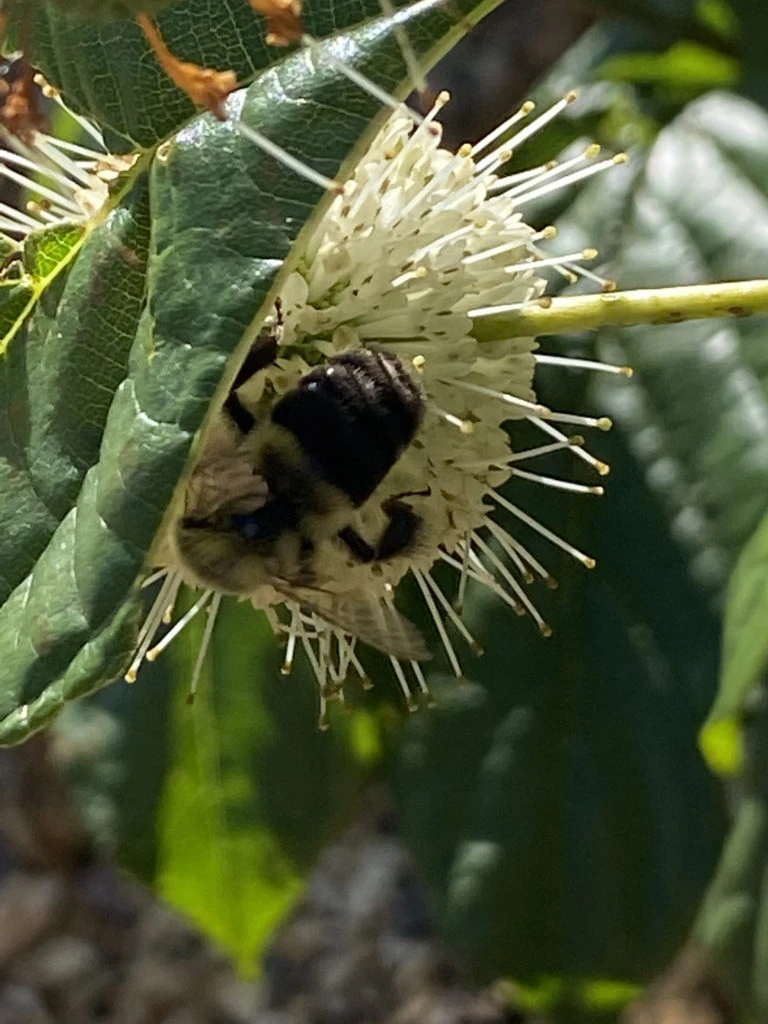 Bee in a flower in the woods