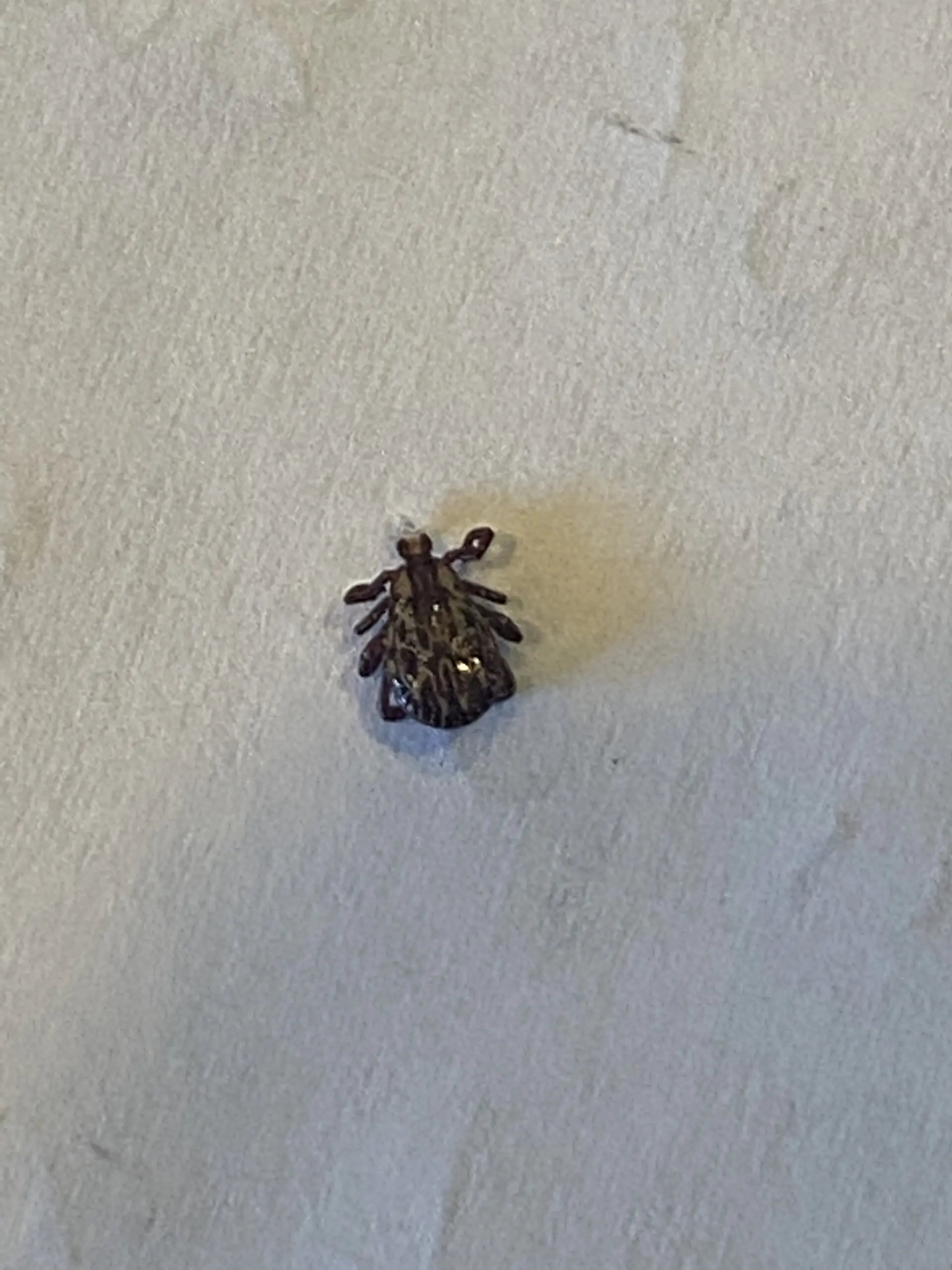 Dead tick