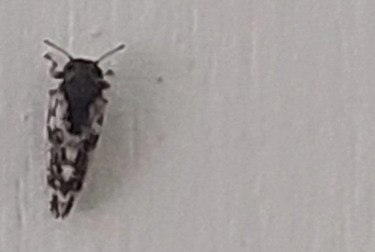 Bug on a white wall