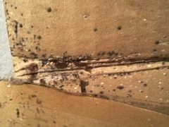 bed bug infestation, treatment 1