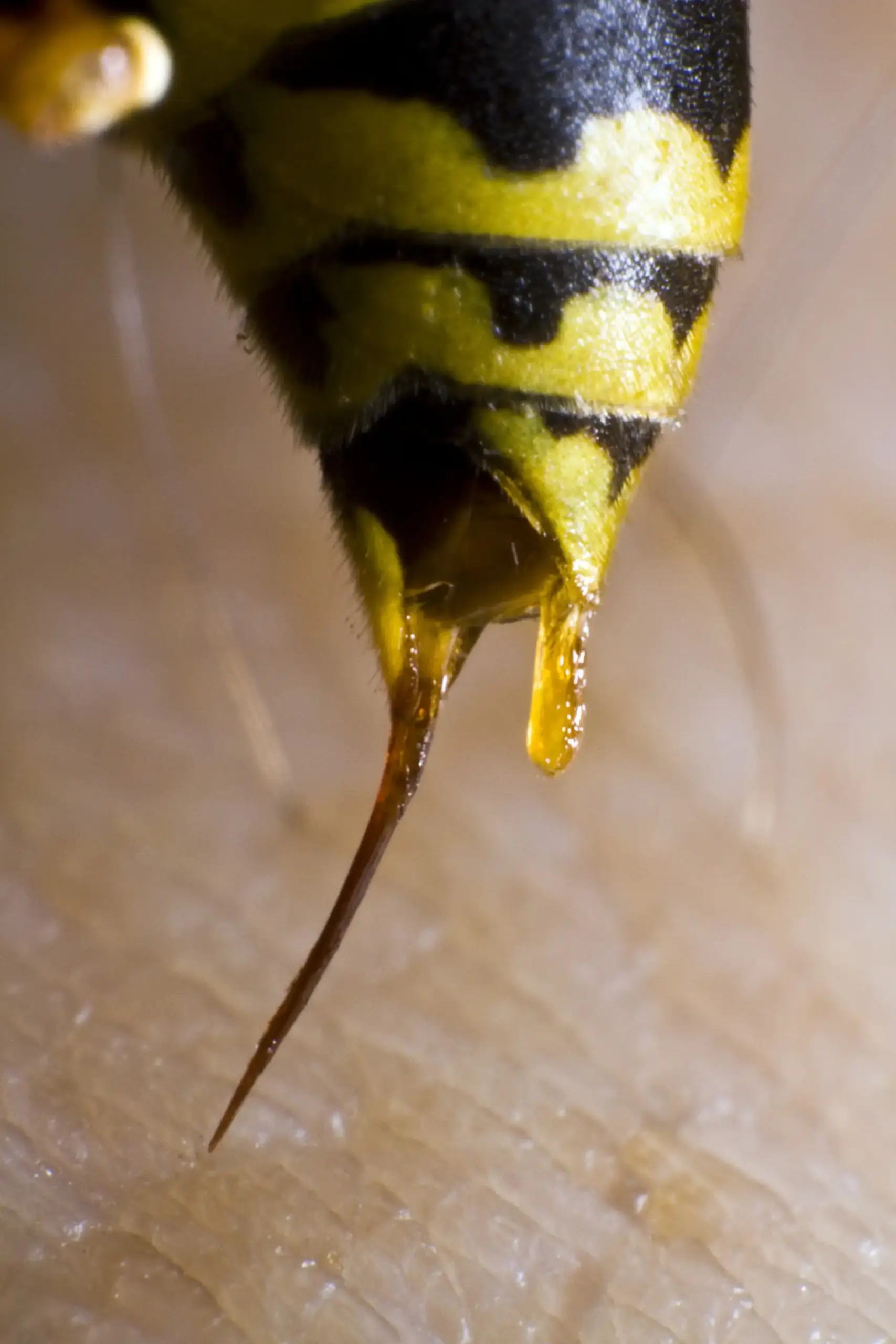 The stinger of a hornet close up