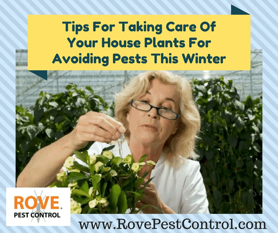 tips-for-taking-care-of-your-house-plants-and-avoid-pests-this-winter, winter pest control, pest control tips, house plants