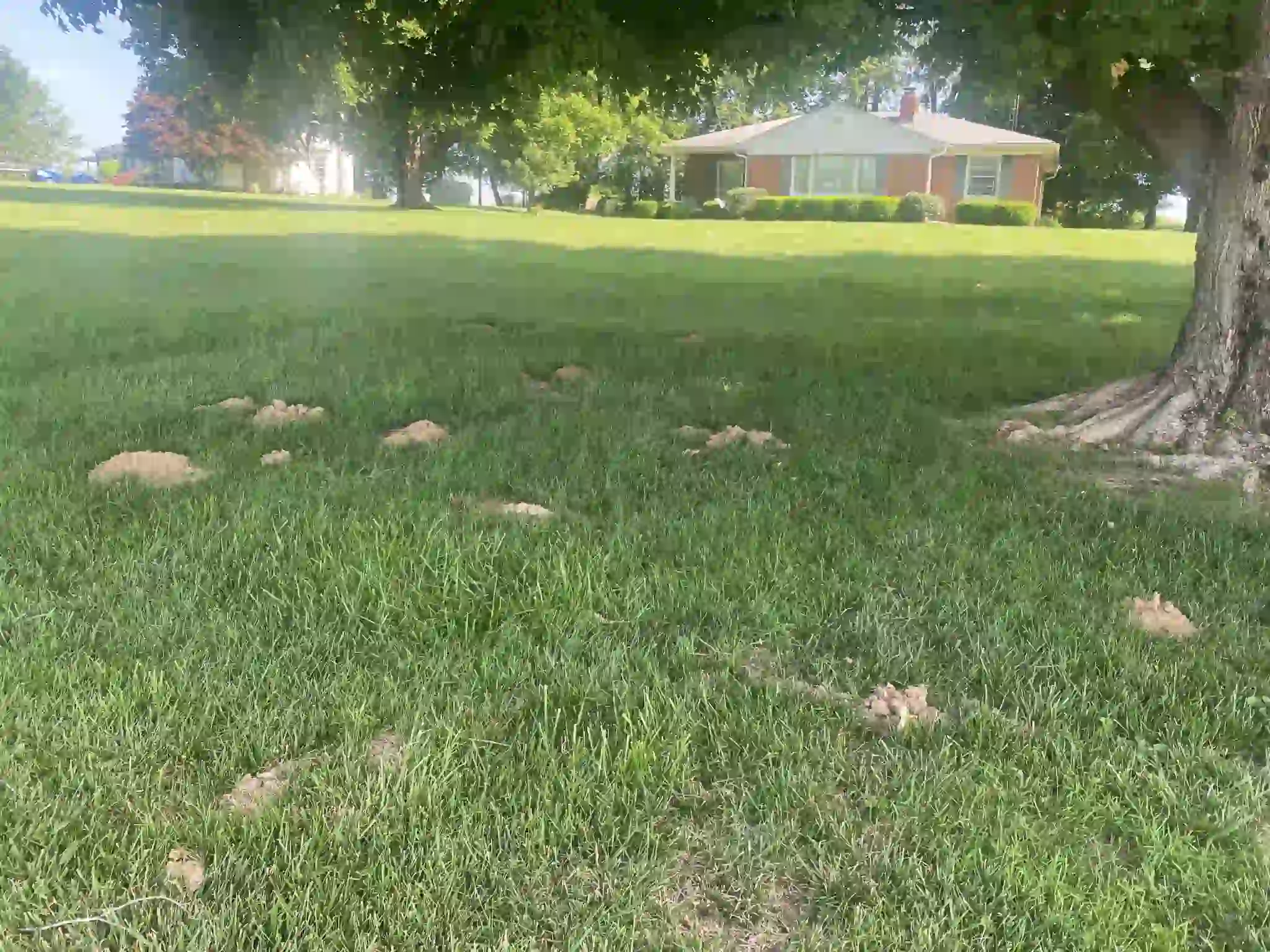 Mole hills in a yard