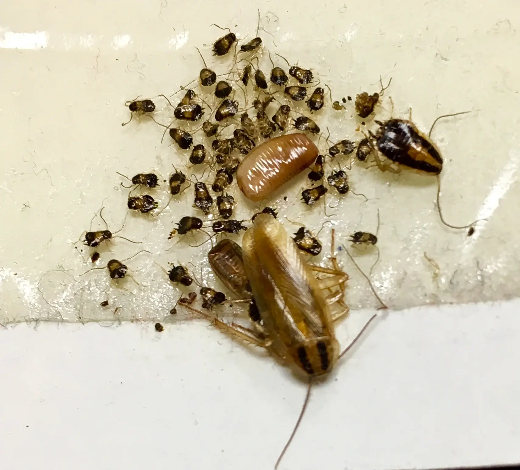 Cluster of dead bugs