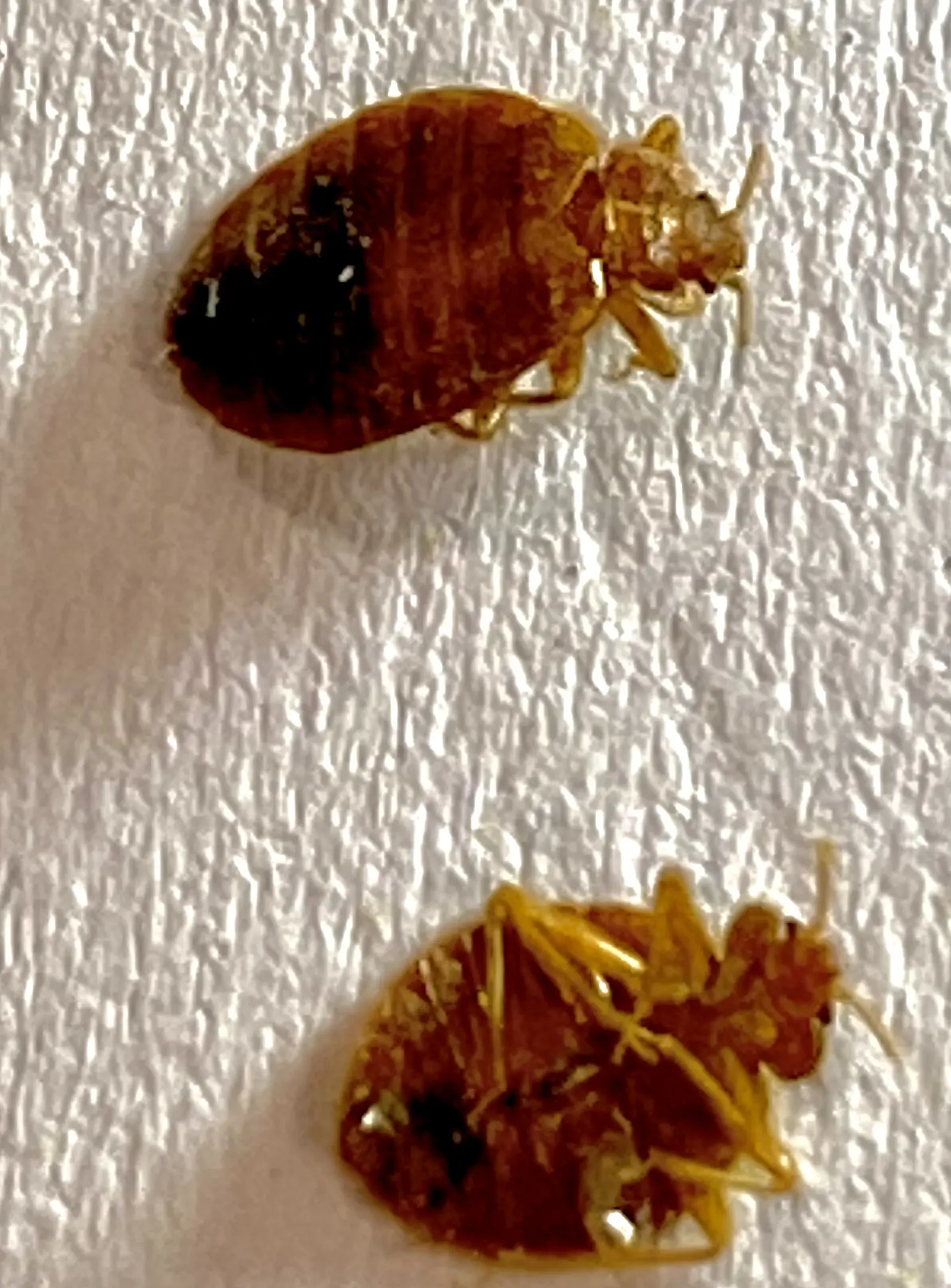 Two dead ticks on a white surface