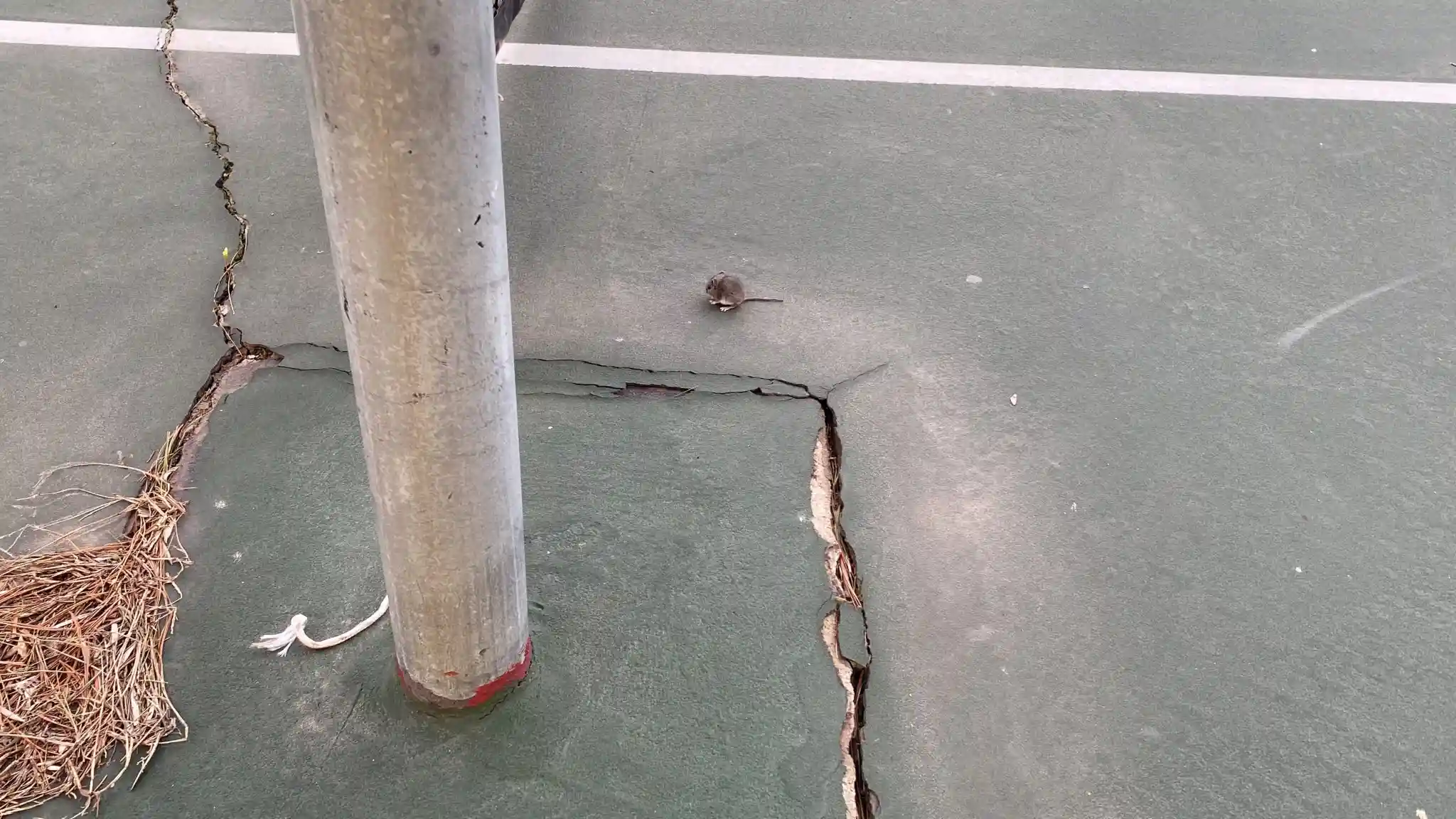 Mouse near a pole