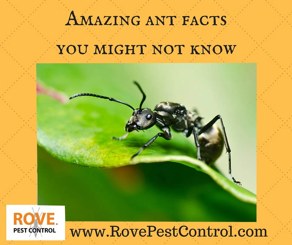 ant facts, fire ants, facts about ants, ants, ant