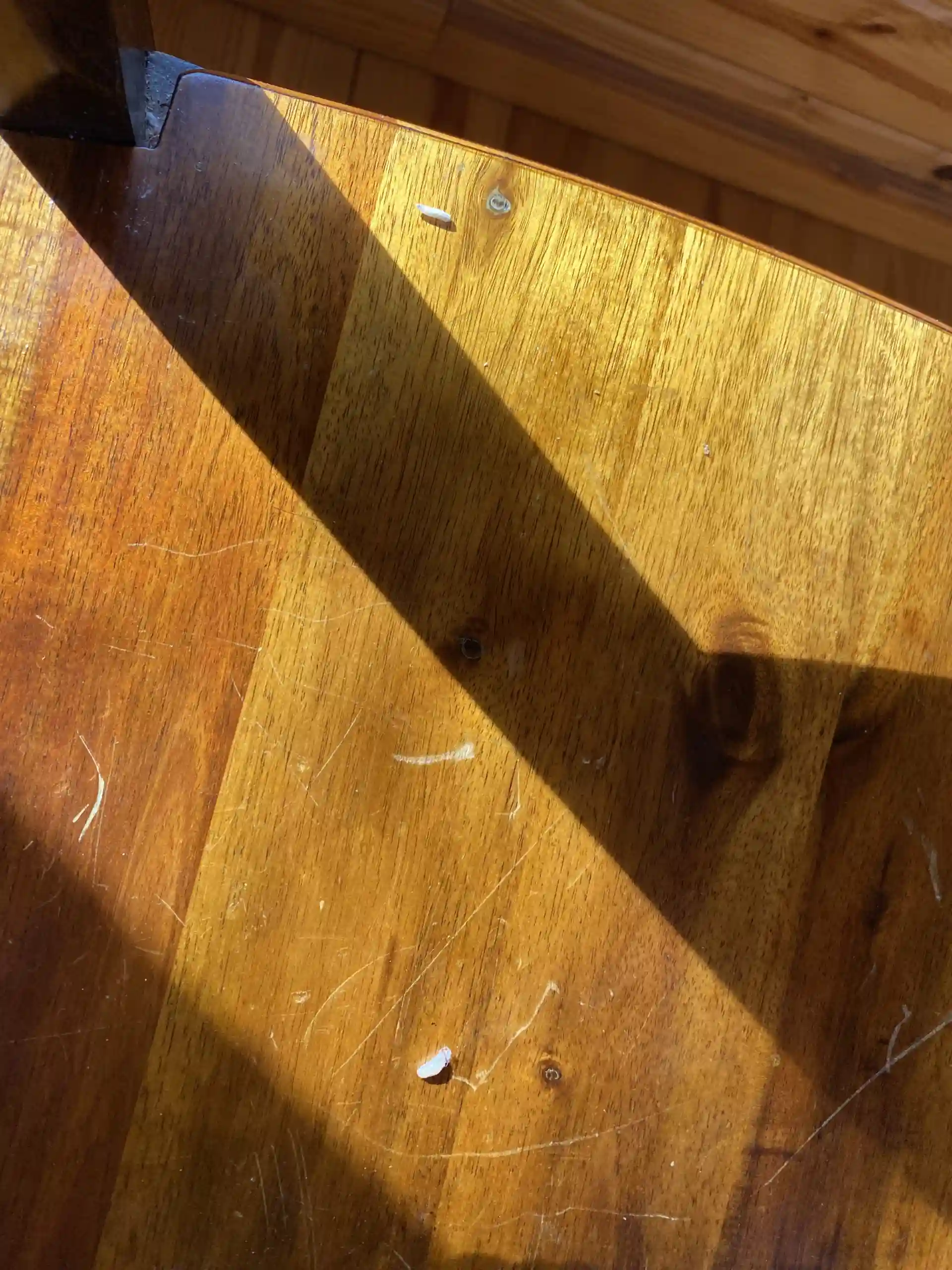 Bug eggs on hardwood