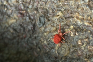 Red bug on rocks