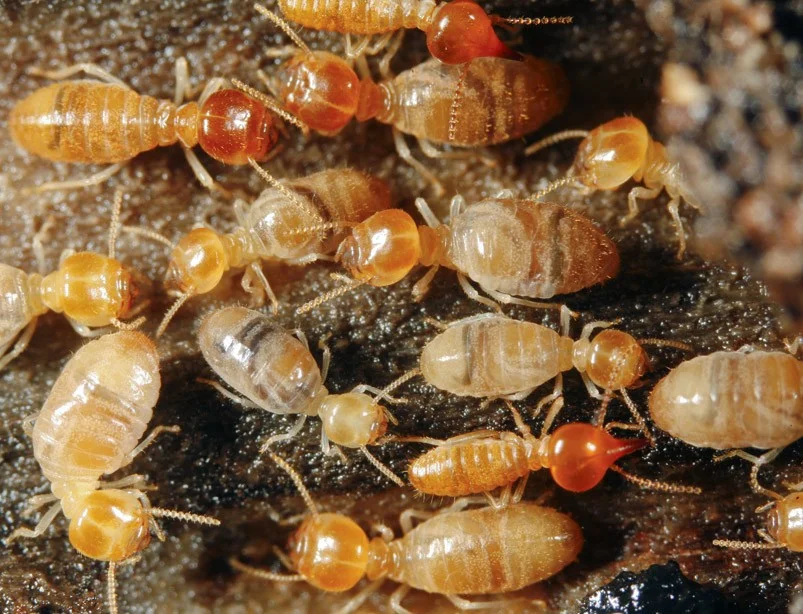 Termites