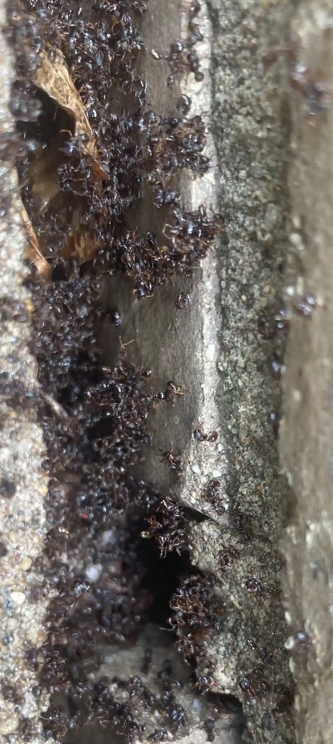 Ants crawling all over a log