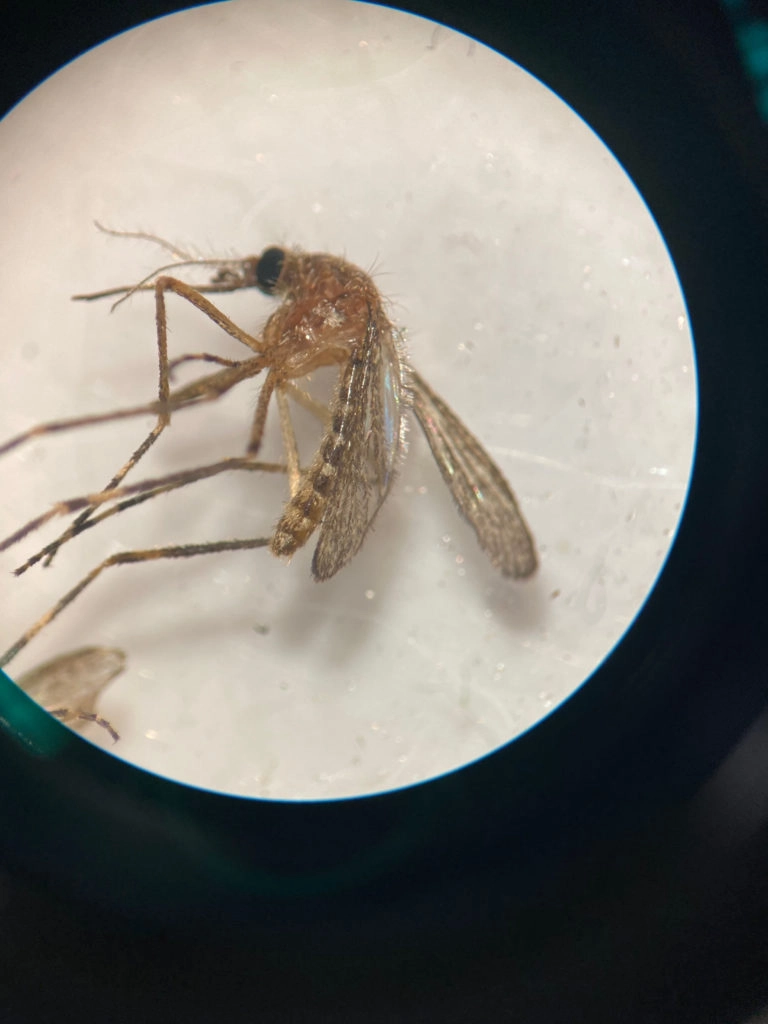 How Do Mosquitoes Survive the Winter?