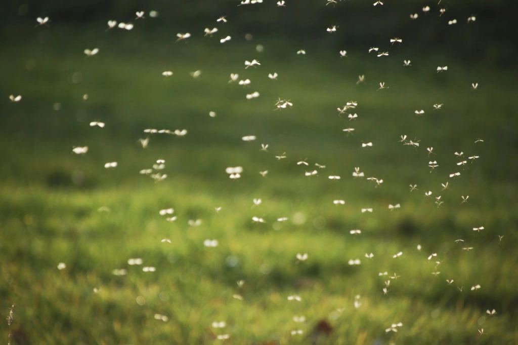 Swarm of flying bugs in a field