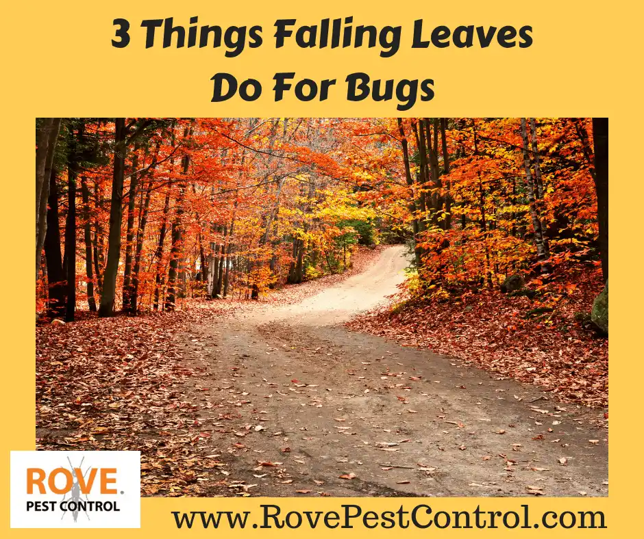 fall pests, pests, pest control tips, pest control, leaves, falling leaves, wasps, get rid of wasps, getting rid of wasps, wasp control