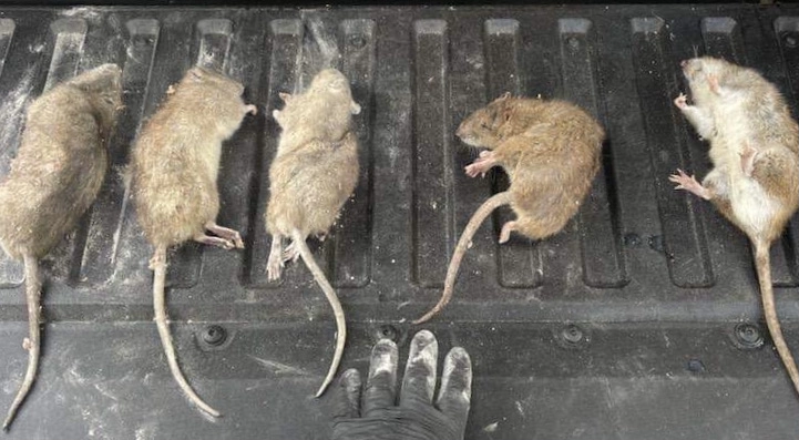 Dead rats on a truck bed