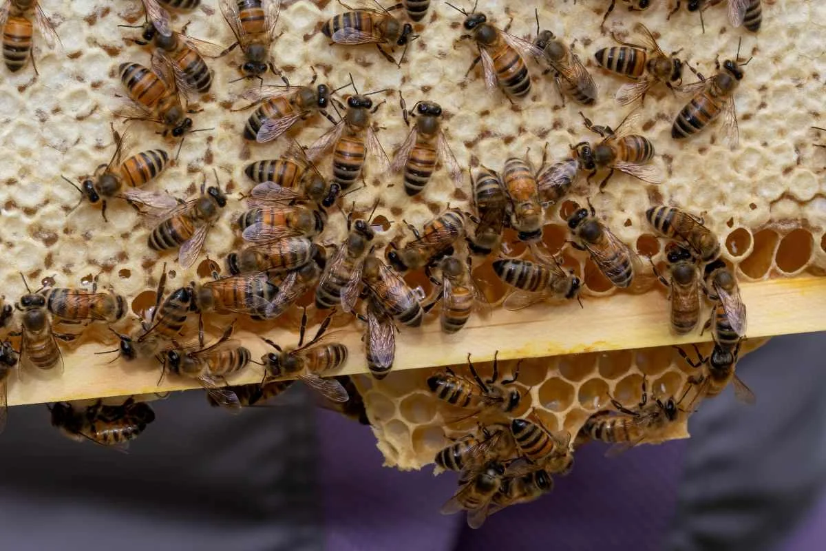 A full frame of capped honey from a bee hive with bees crawling around.