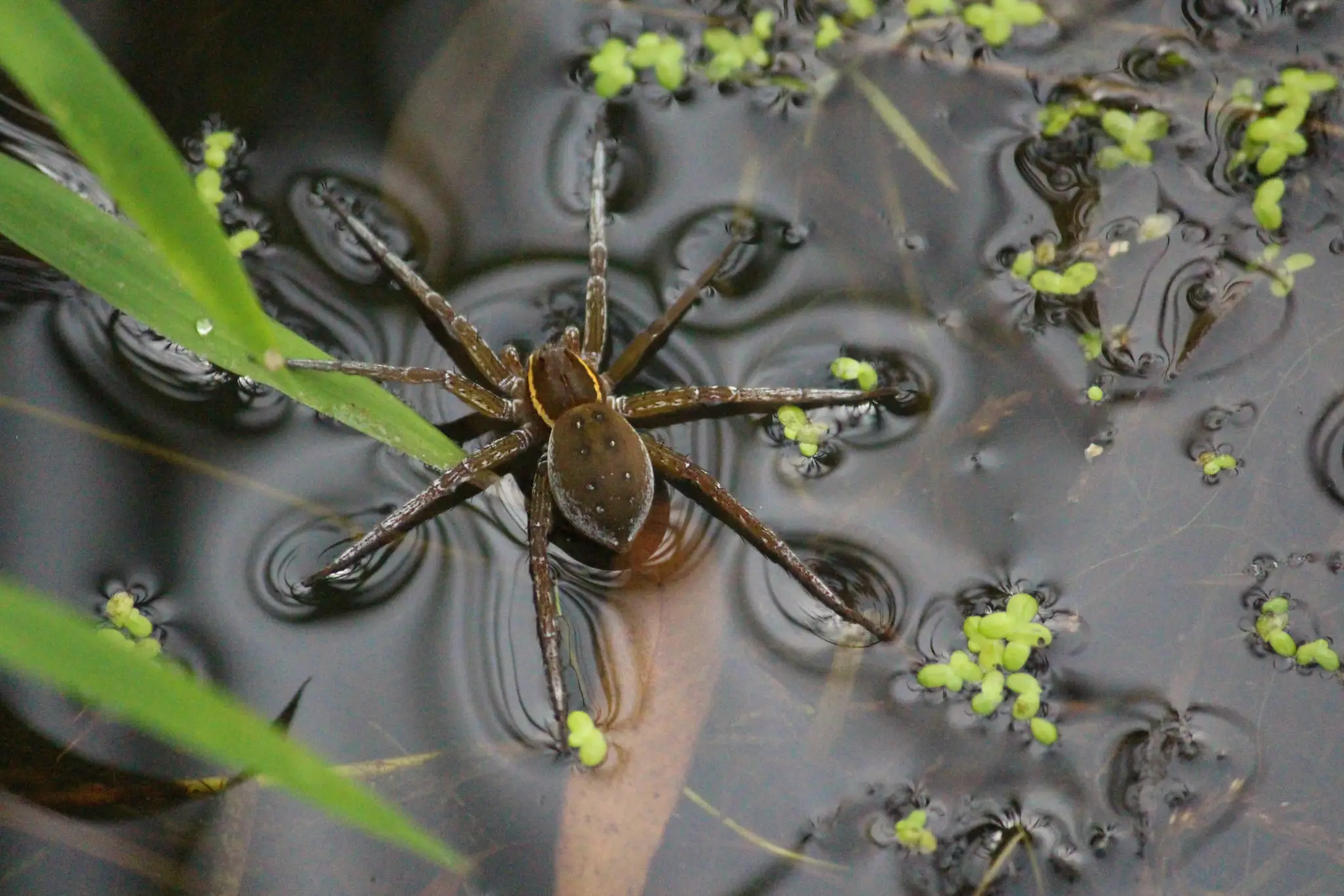 Water spider sitting on top of puddle