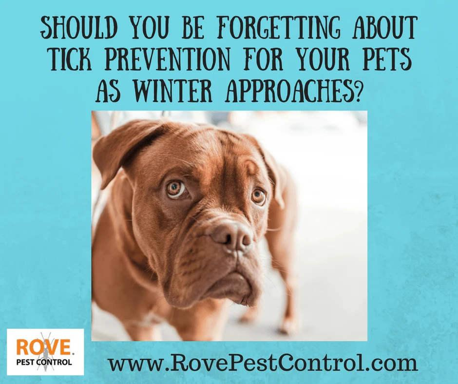 should-you-be-forgetting-about-tick-prevention-for-your-pets-as-winter-approaches, tick prevention, tick removal, how to prevent ticks, how to remove ticks,