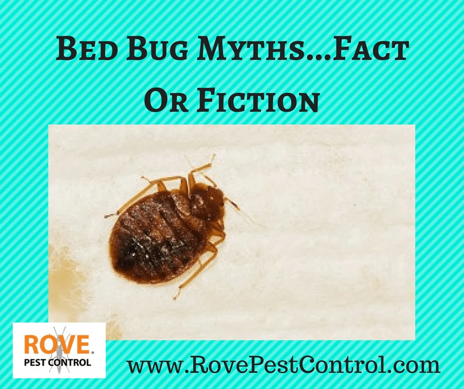 Bed Bug Myths...Fact Or Fiction, bed bug facts, bed bug myths, myths about bed bugs, facts about bed bugs