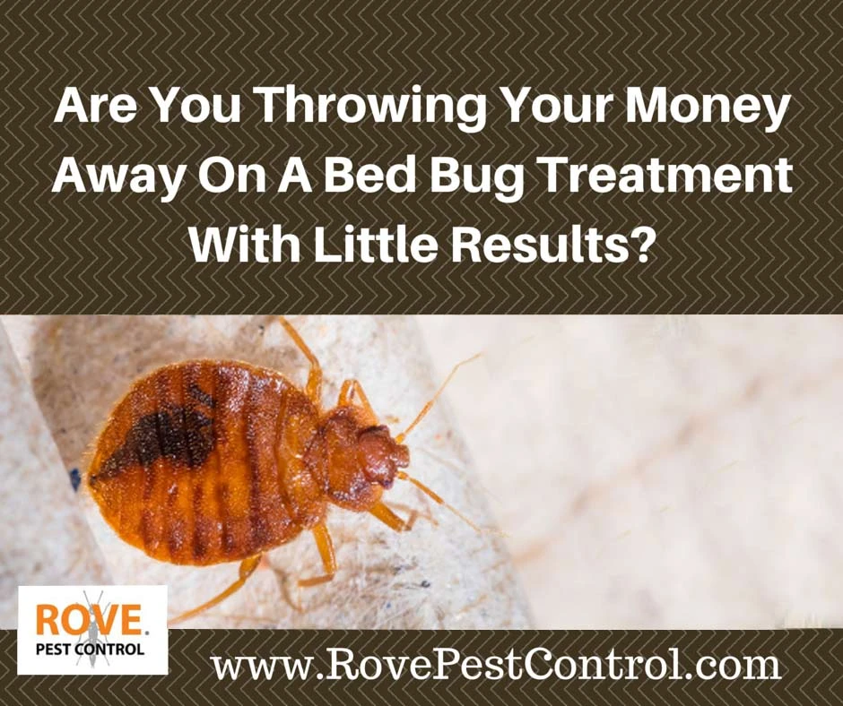 bed bug treatment, bed bug treatments, bed bugs treatments, how to kill bed bugs, how to get rid of bed bugs,