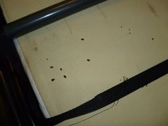 bed bug treatment 3