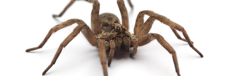 Wolf spider