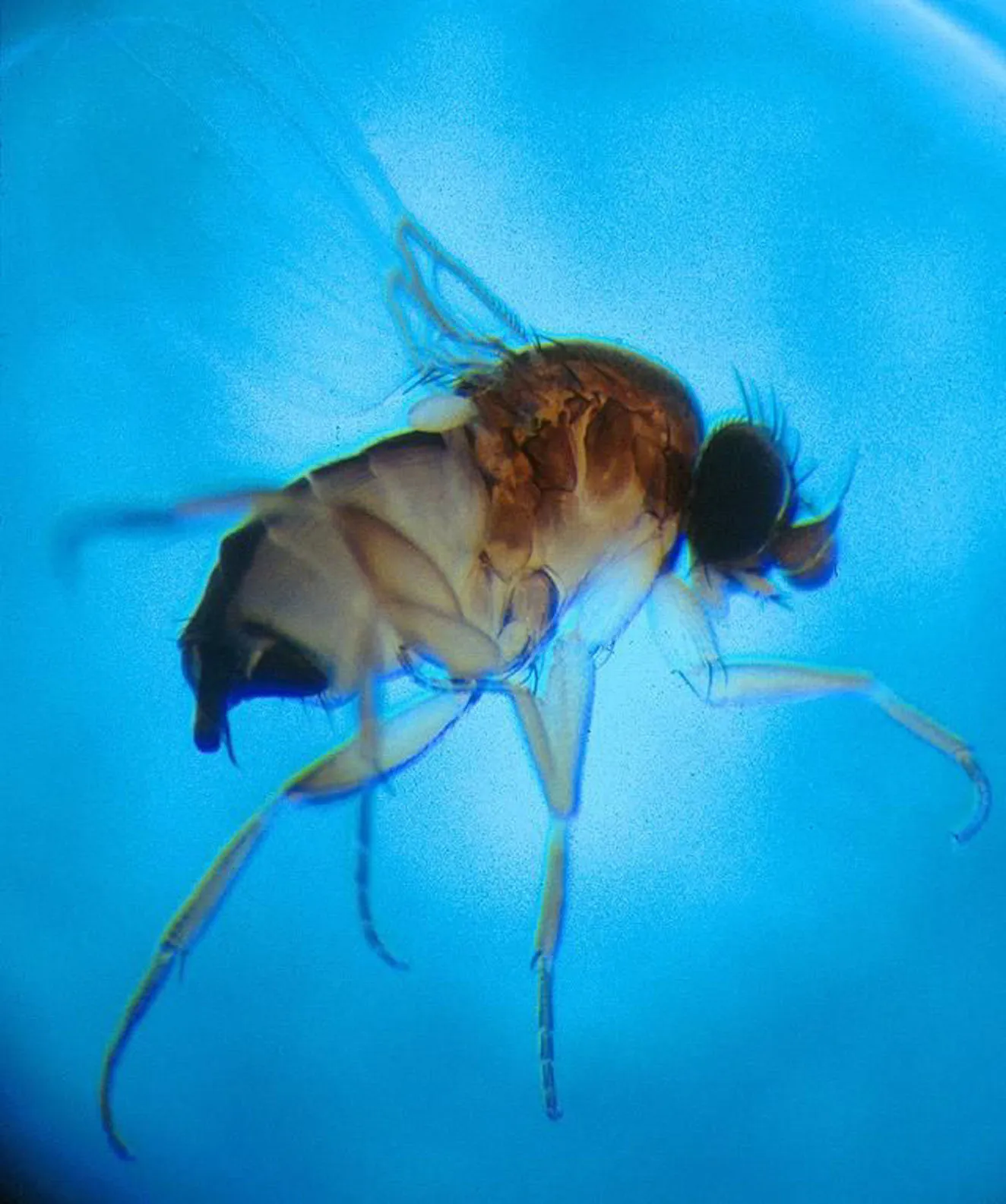 Dead fly on blue background