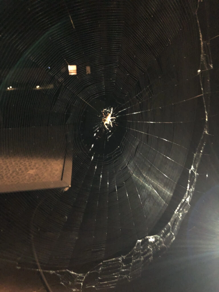 Spider on a web at night