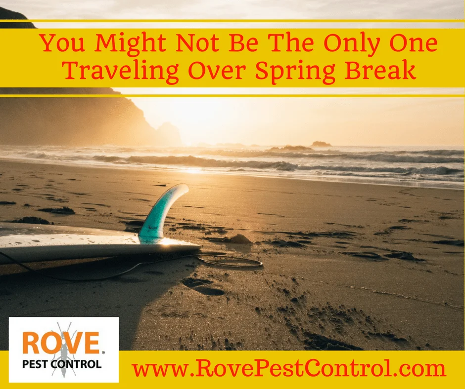 You Might Not Be The Only One Traveling Over Spring Break, spring pest control, pest control tips,