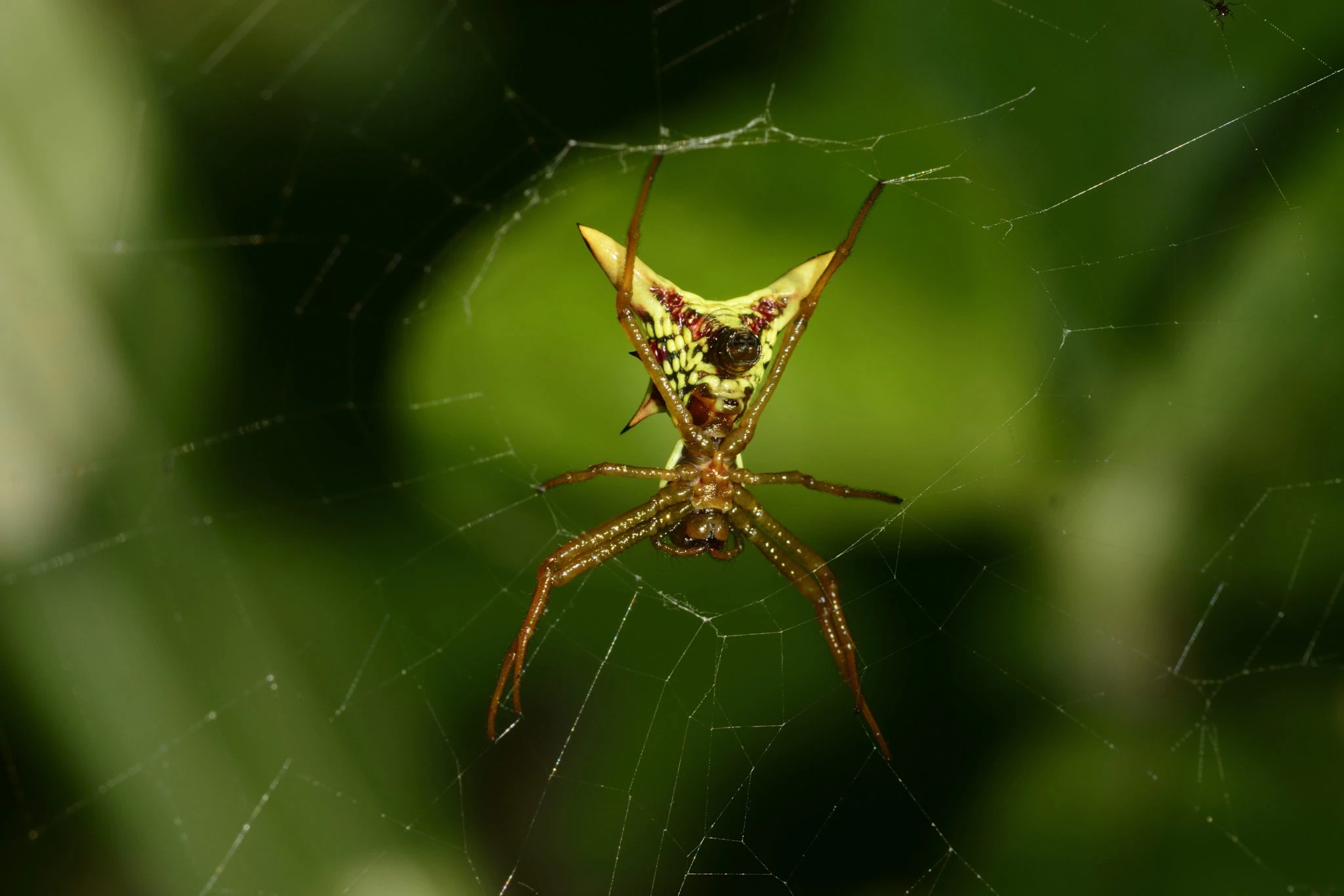 Spider on a web outside