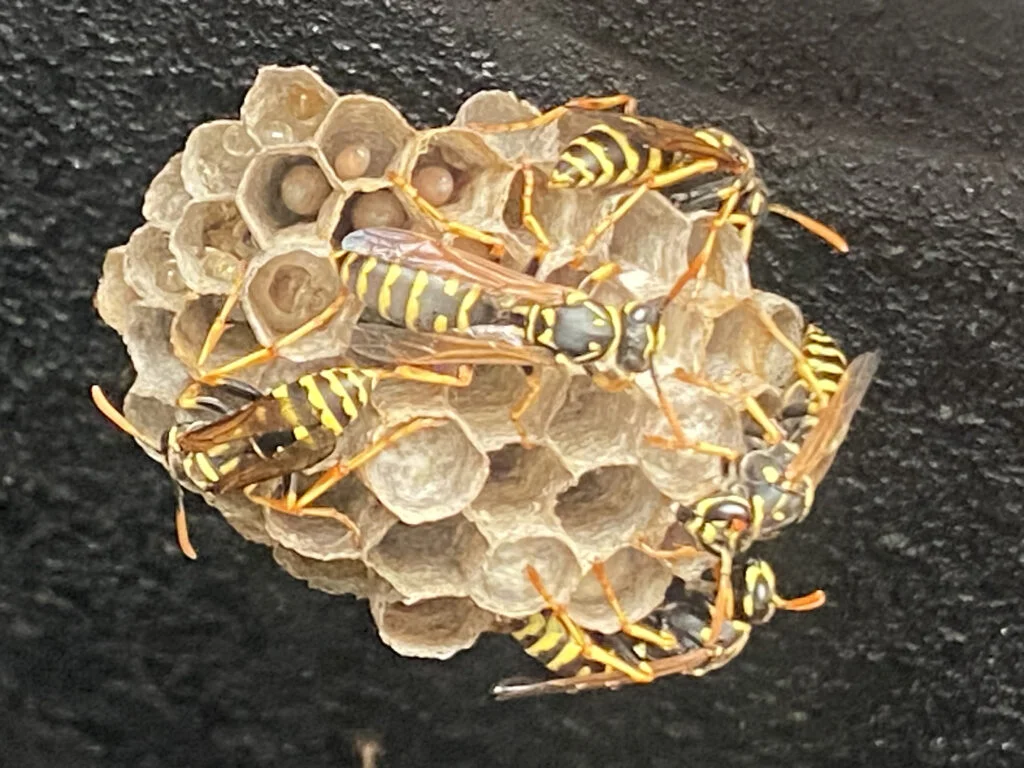 Hornet nest