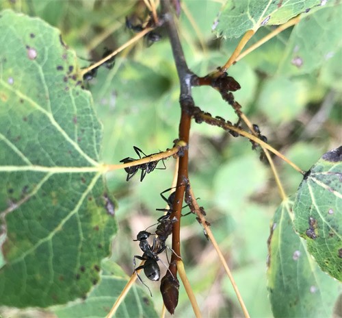 Ants on a branch