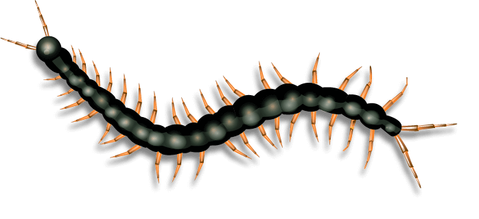 Black cartoon centipede