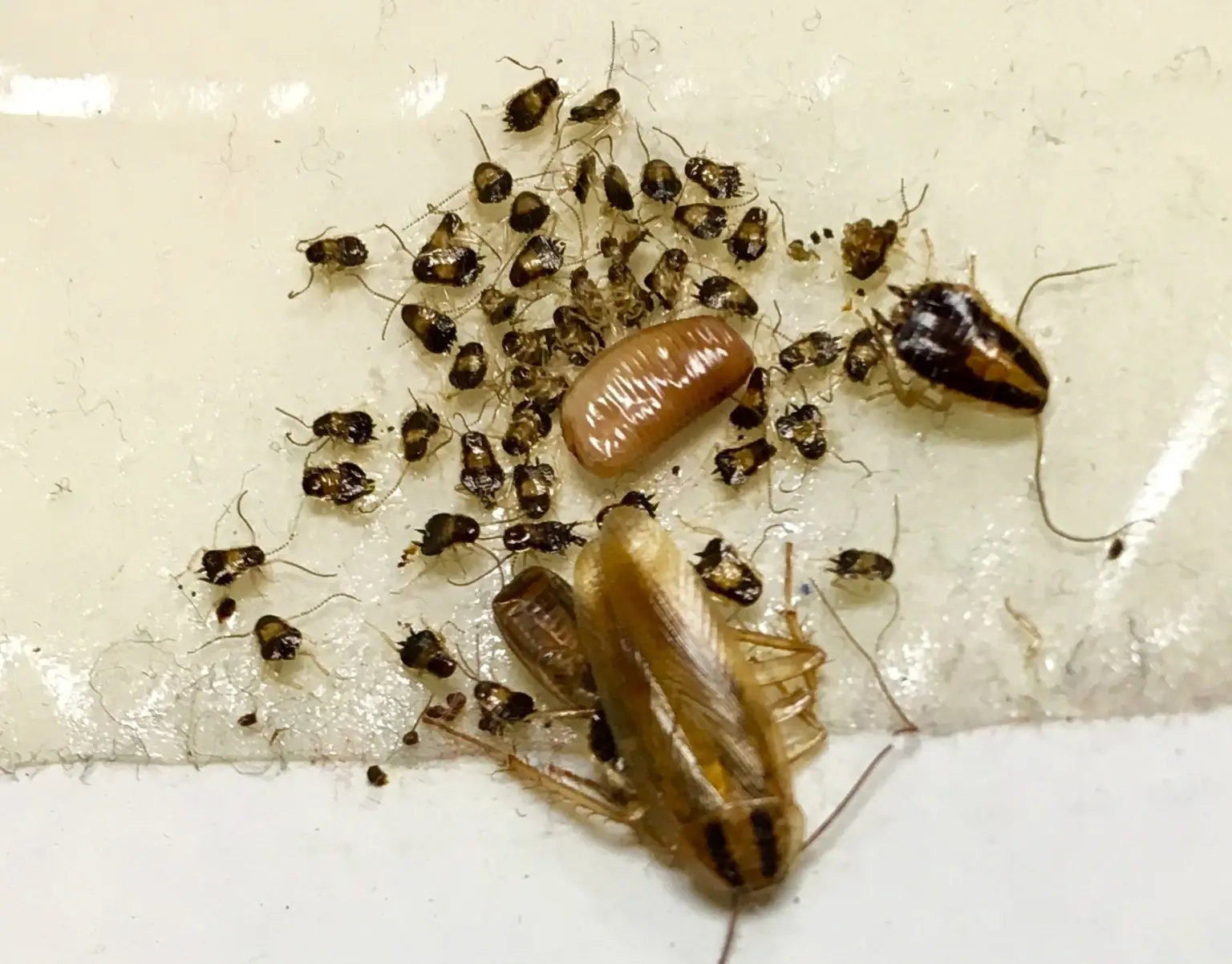 cockroach infestation