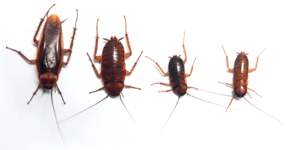 cockroaches
