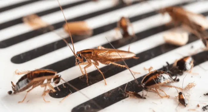 cockroaches
