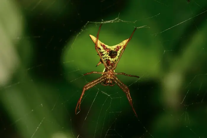 spider in web
