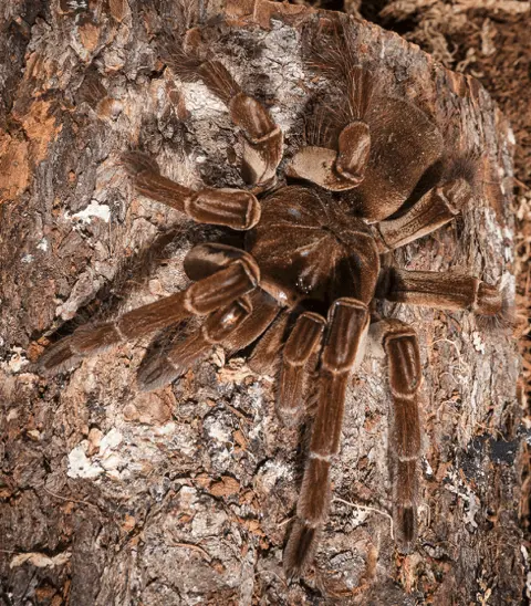 spider control