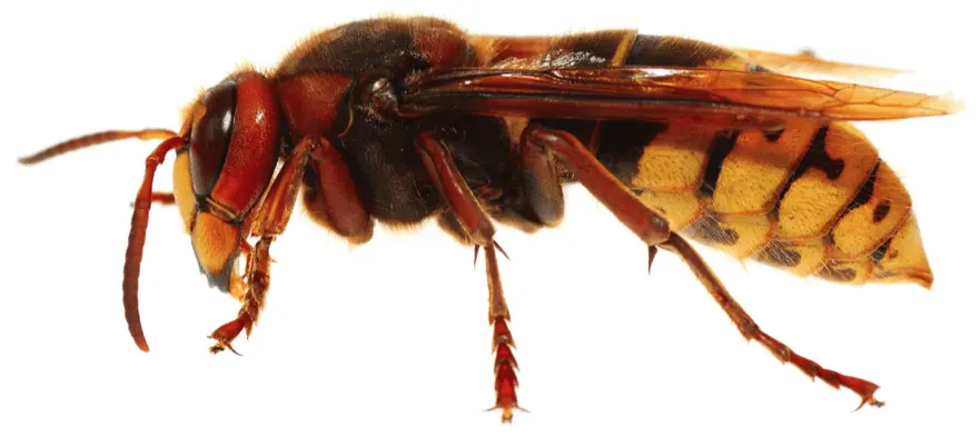 wasp, stinging pest