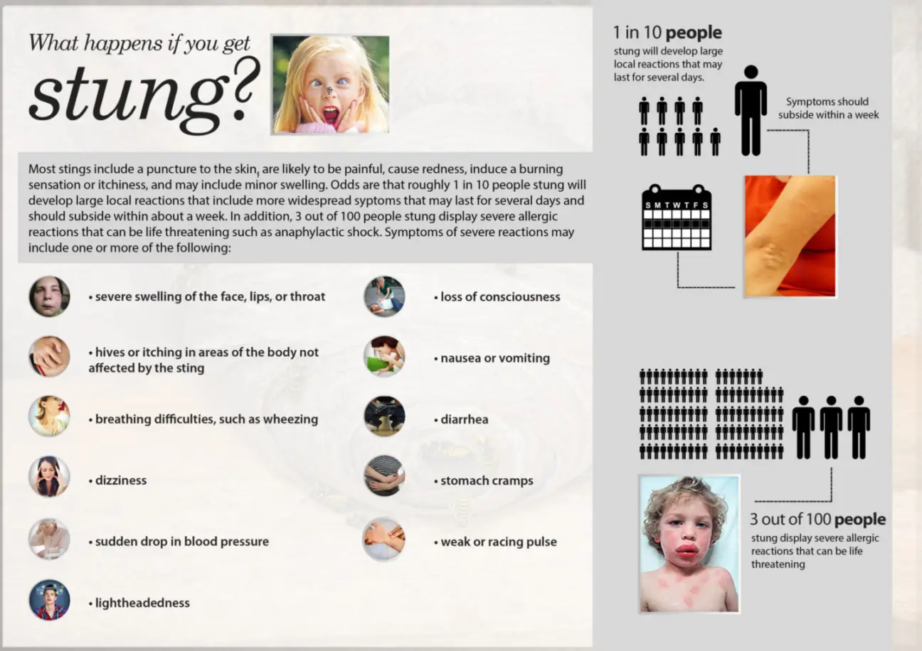 What happens if you get stung in Minneapolis-St. Paul
