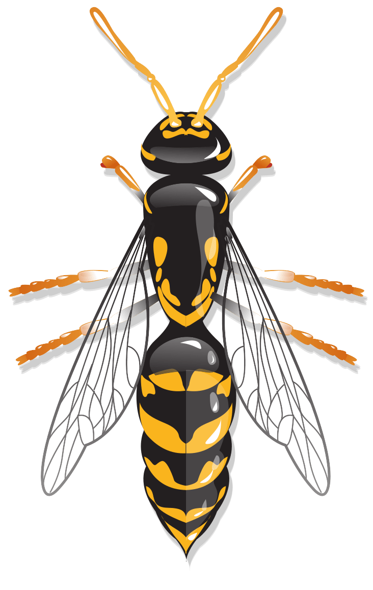 Zoomed in cartoon wasp